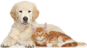 Golden Retriever puppy and kitten posing on white background. Cat and dog series