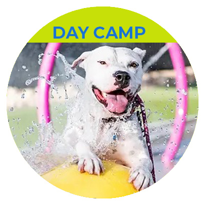 day camp circle DOG