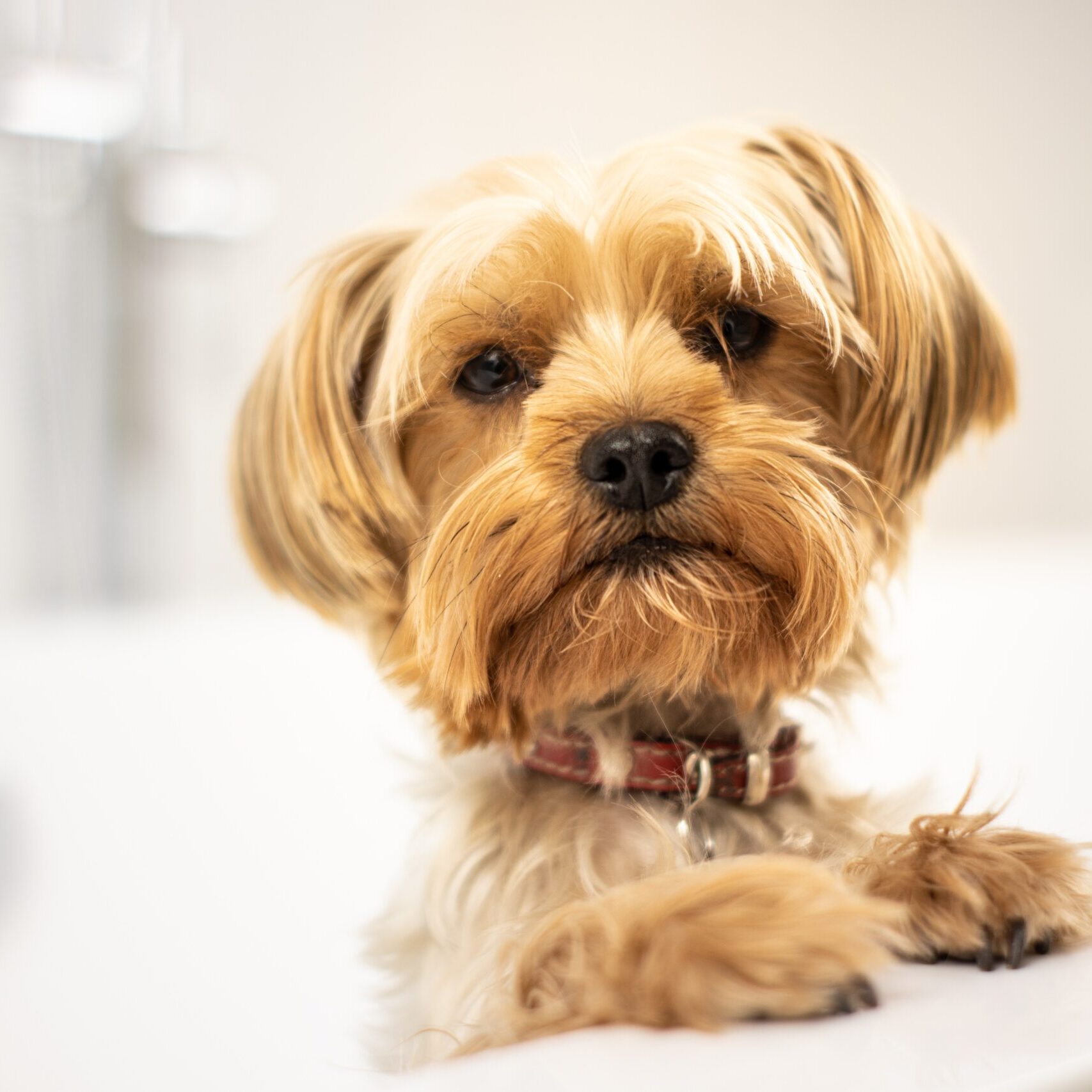 DOG IN BATH