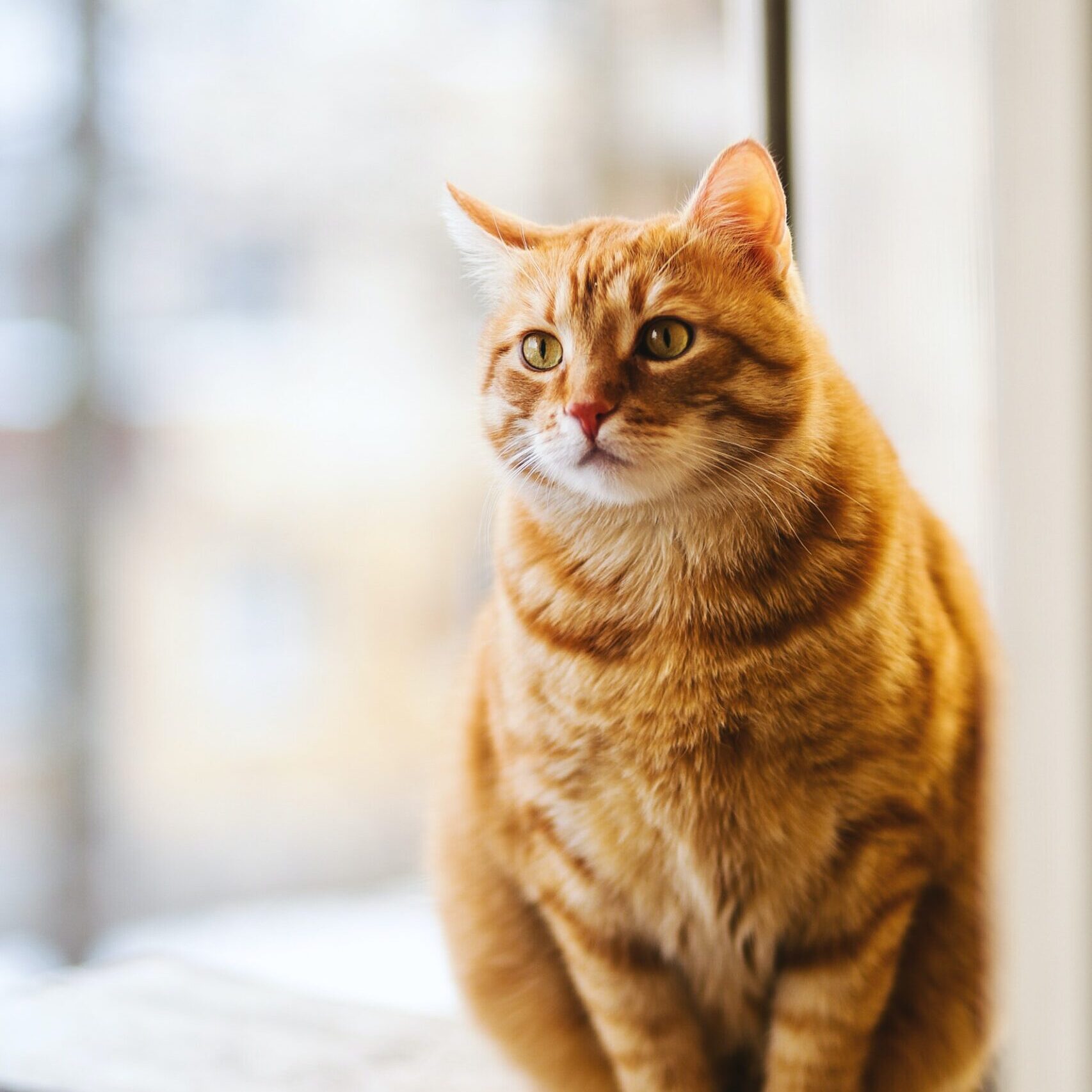 cat on window sill 2