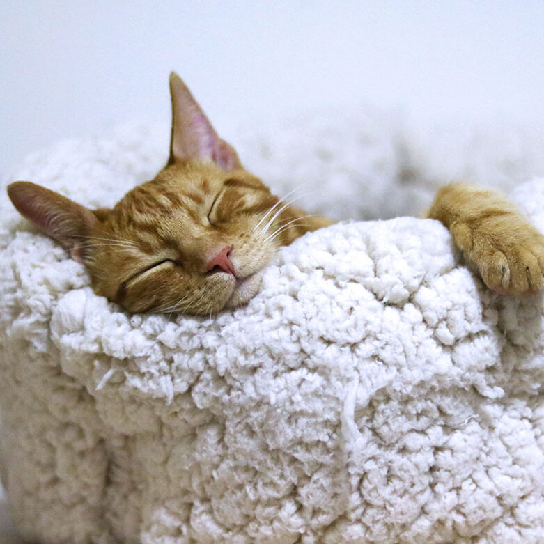 cat sleeping