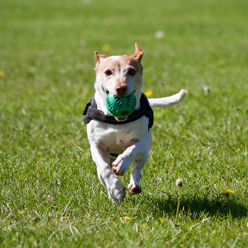 dog boarding play