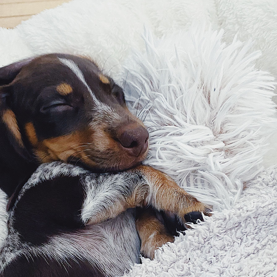 dog boarding sleeper