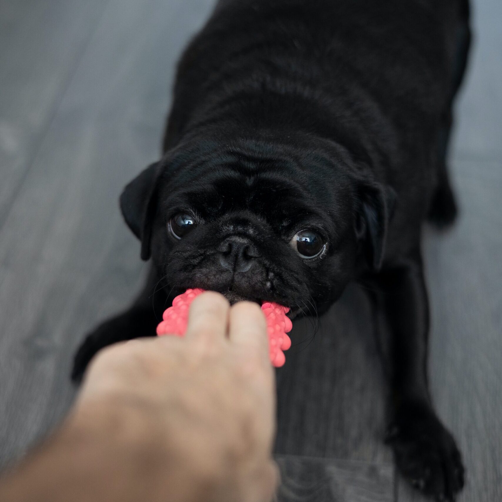 dog playing with pull toy